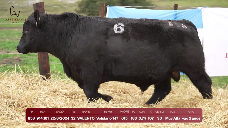 Lote Lote 2 Toros - RP 858