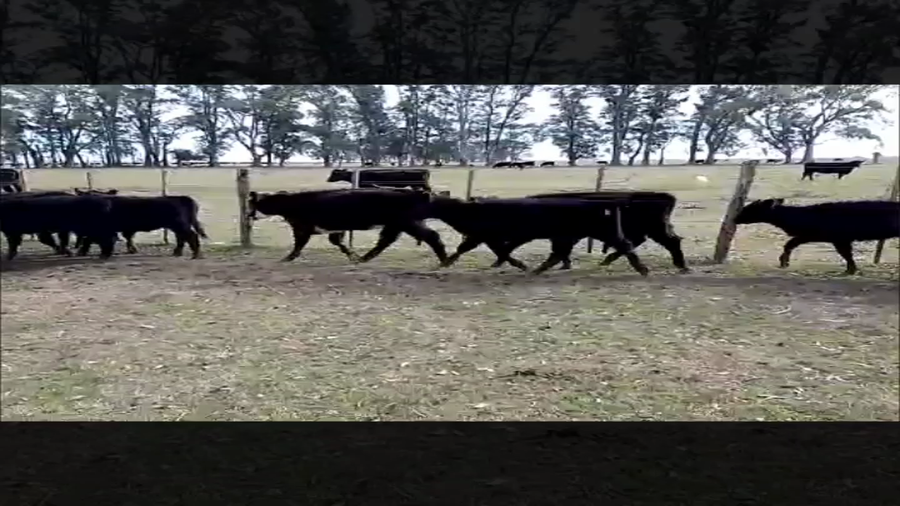 Lote 40 Terneras en Cañuelas, Buenos Aires