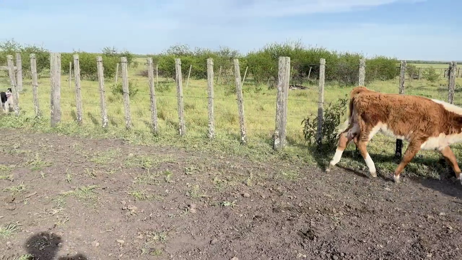 Lote PIEZAS DE CRÍA