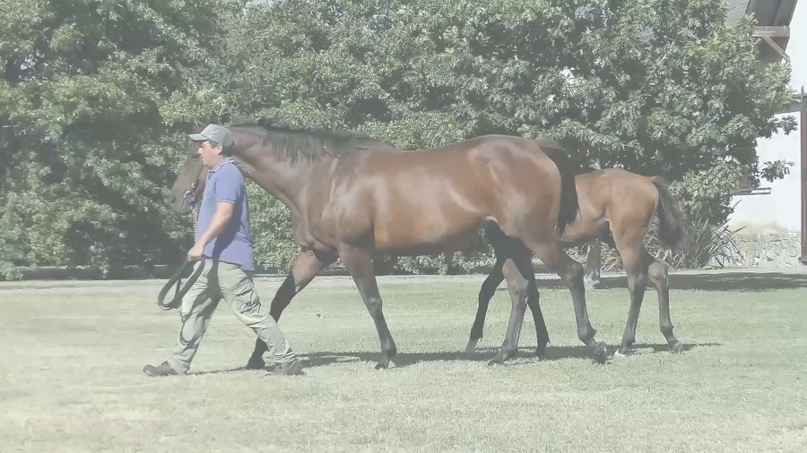 Lote CHE MADONA (GREENSPRING -  EXTRAÑA CAT) C/Cria y Preñez de RERIDE
