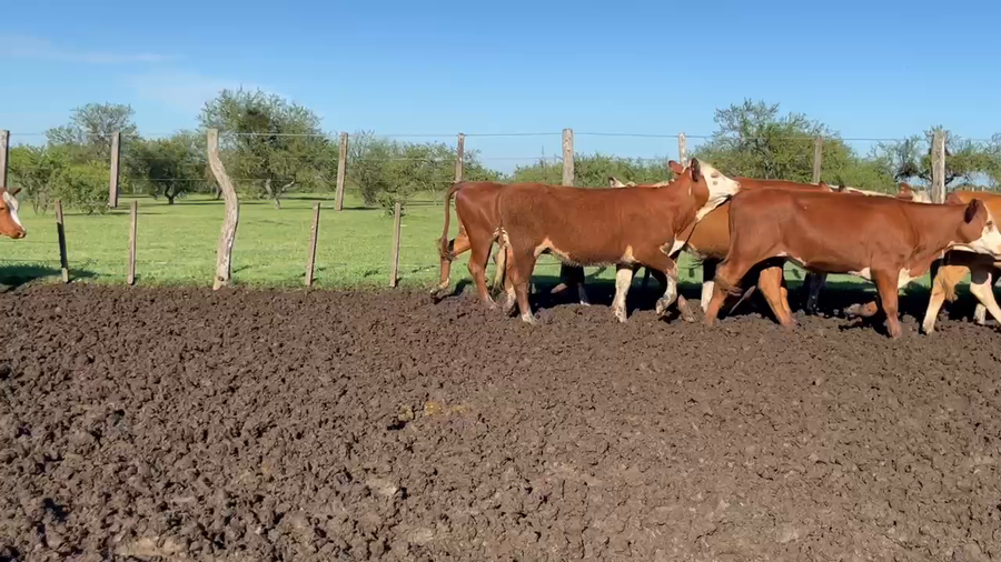 Lote 160 Terneras en Corrientes, Curuzú-Cuatiá