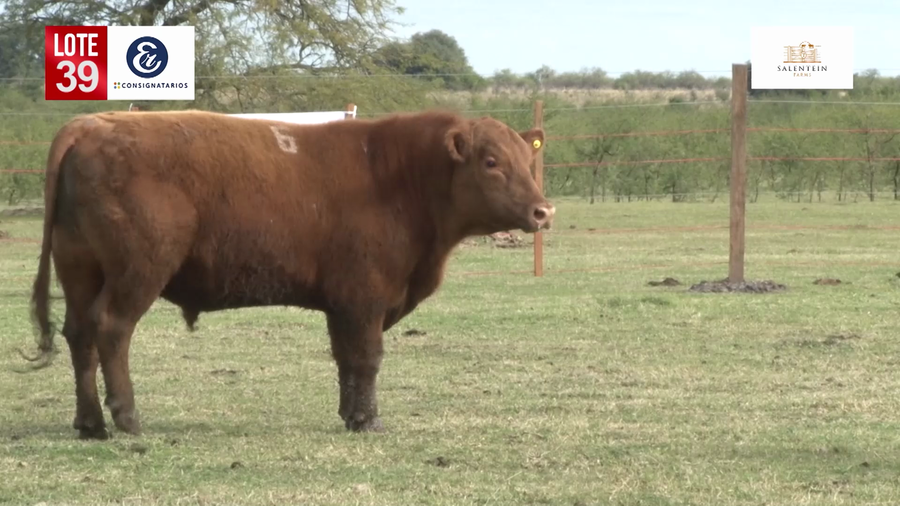 Lote Toros Angus Colorados Puros Controlados