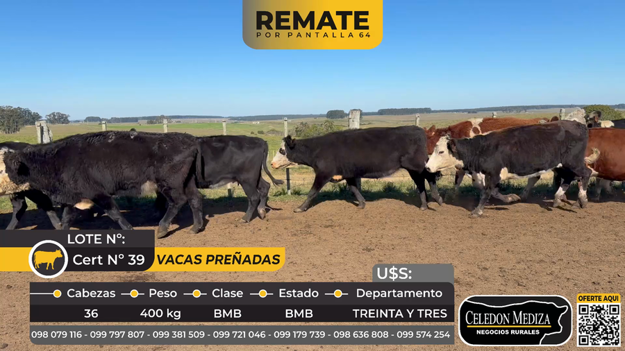 Lote 36 Vacas preñadas en   Cuchilla de Dionisio a 15 km de Treinta y Tres