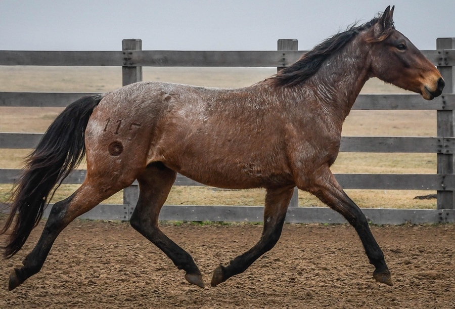 Lote VERDES MARES LAMBORGUINI