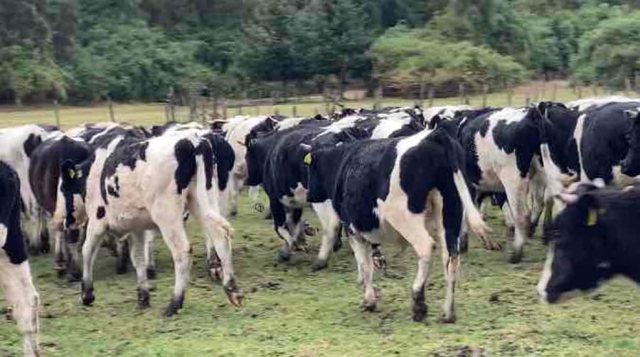 Lote 60 Novillo Engorda en Osorno,  X Región Los Lagos