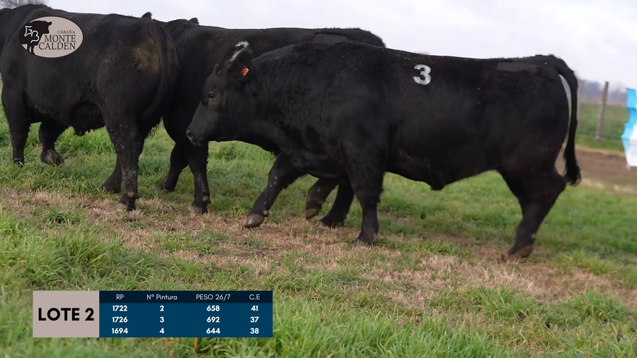 Lote Toros Puro de pedigree