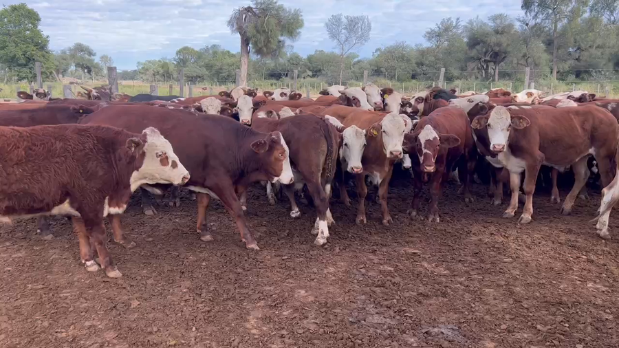 Lote 143 Novillos en Juan José Castelli, Chaco