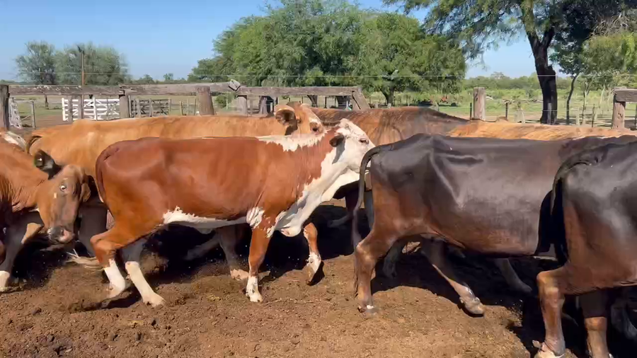 Lote 30 Vacas de invernar en Sáenz Peña, Chaco