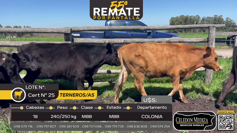 Lote 18 Terneros y Terneras en San Pedro, Colonia