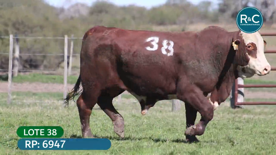 Lote Toros señal 22