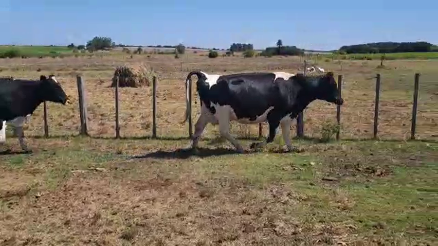 Lote 2 Vaquillonas Proximas