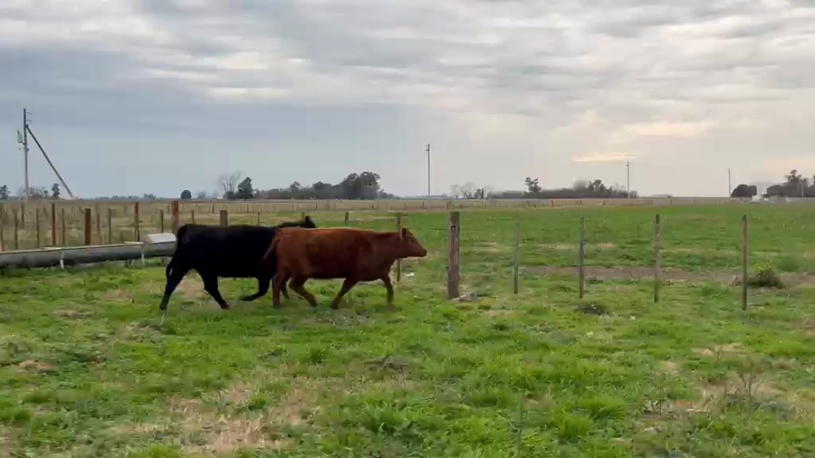 Lote 5 Vaquillonas preñadas