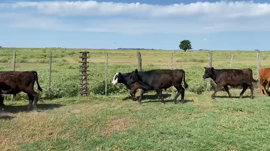 Lote 98 Terneros/as en Azul, Buenos Aires