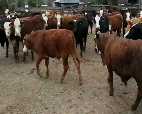 Lote 110 Terneros en Misión San Fco., Formosa