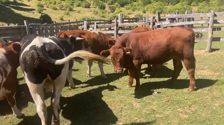Lote 20 Novillo Engorda en Aysén, XI Región Aysén