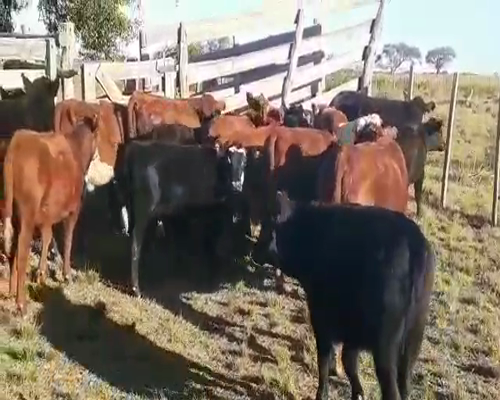 Lote 90 Terneros/as en Villaguay, Entre Ríos