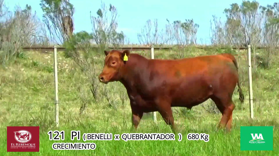 Lote Toros a remate en Angus el Rebenque  en Asociación Rural de Florida