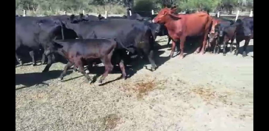Lote 25 Vacas nuevas C/ cria en Villaguay, Entre Ríos