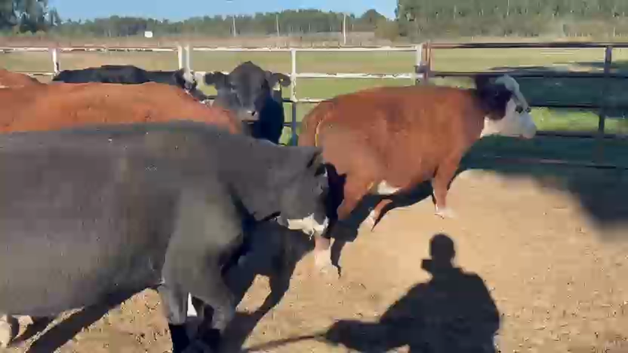 Lote 32 Vacas de invernar