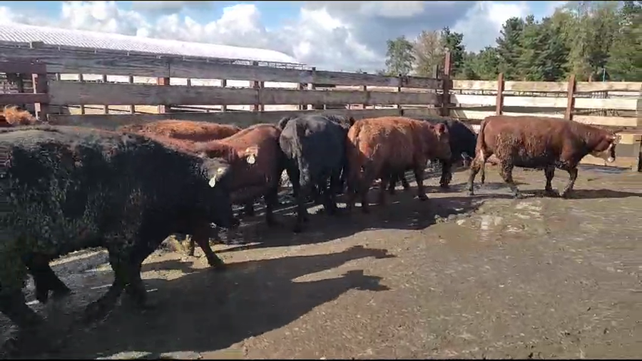 Lote 20 Vaquilla Gorda en Los Ángeles, VIII Región Biobío