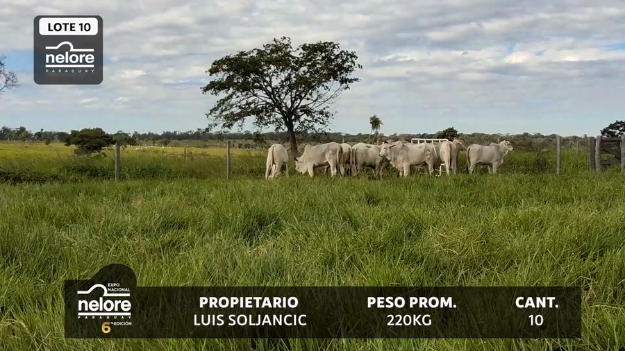 Lote LOTE 10