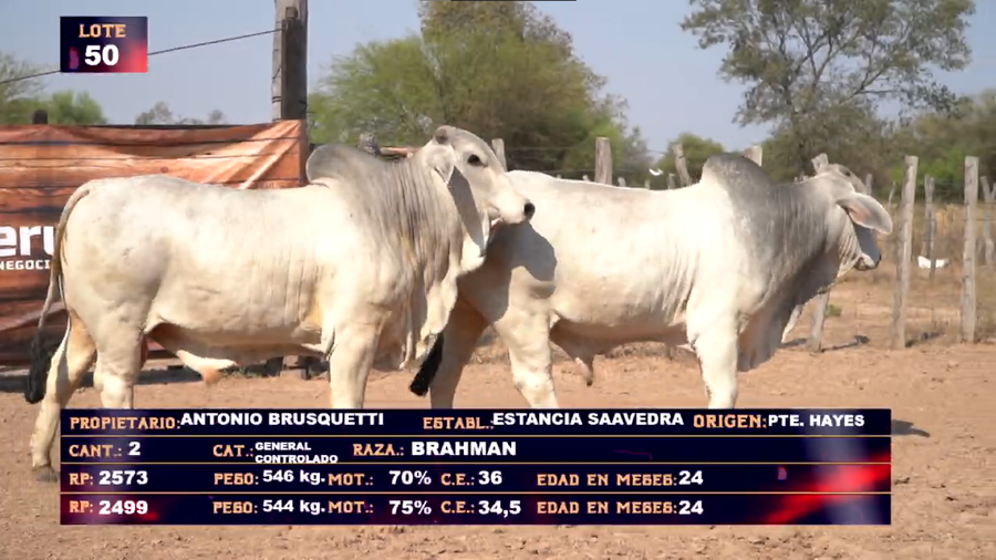 Lote ANTONIO BRUSQUETTI LOTE 50