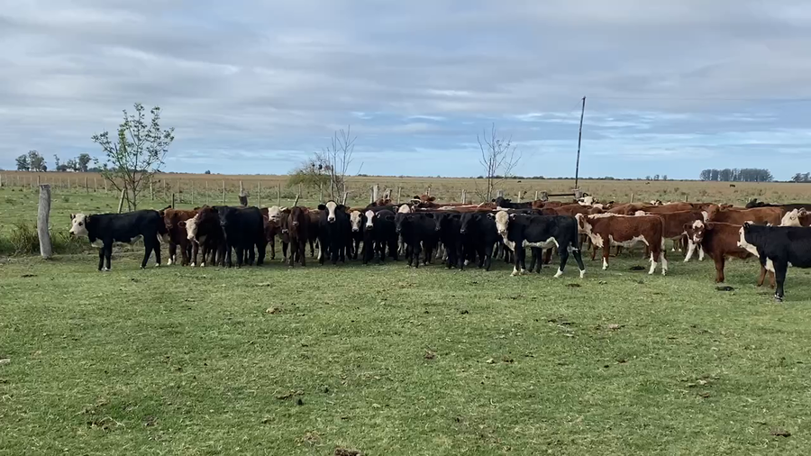 Lote 74 Terneros en Esquina, Corrientes