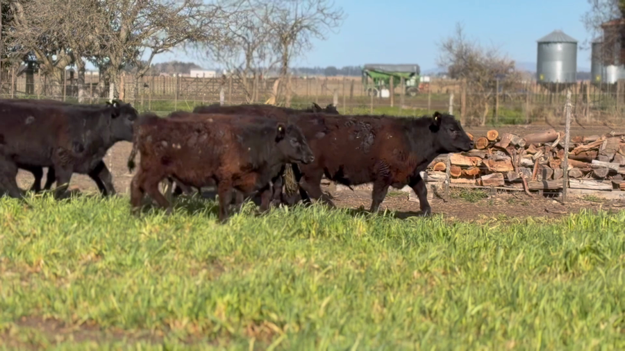 Lote 41 Novillitos y vaquillonas en Buenos Aires, Tandil