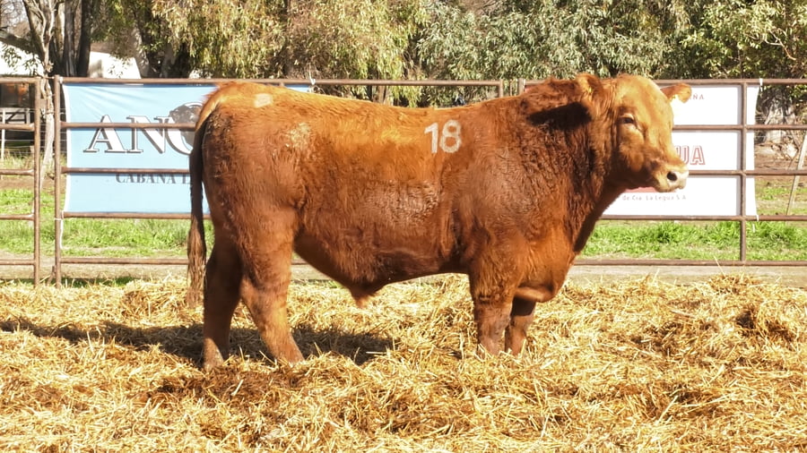 Lote TOROS ANGUS COLORADOS PC