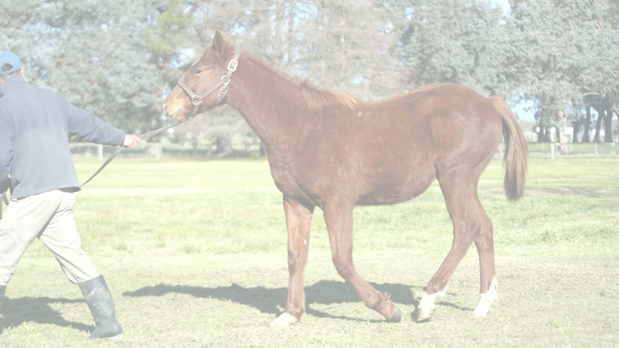 Lote JOY RUNNER (DADDY LONG LEGS - JOY RODHESIA)