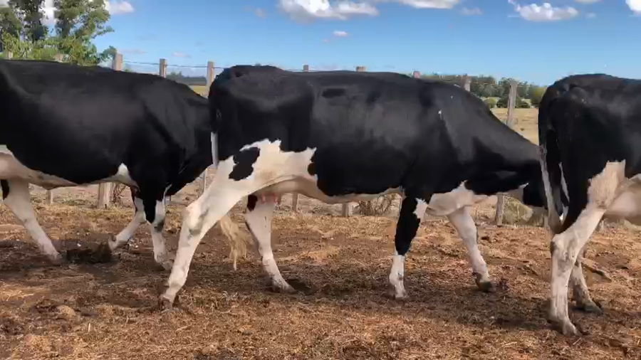 Lote 3 Vaquillonas  Holando a remate en Pantalla Camy 500kg - , San José