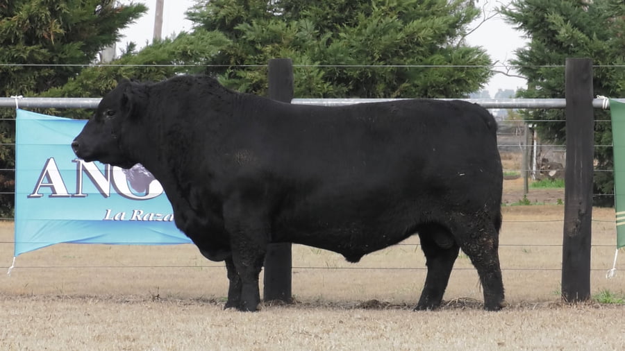 Lote TOROS ANGUS PUROS DE PEDIGREE