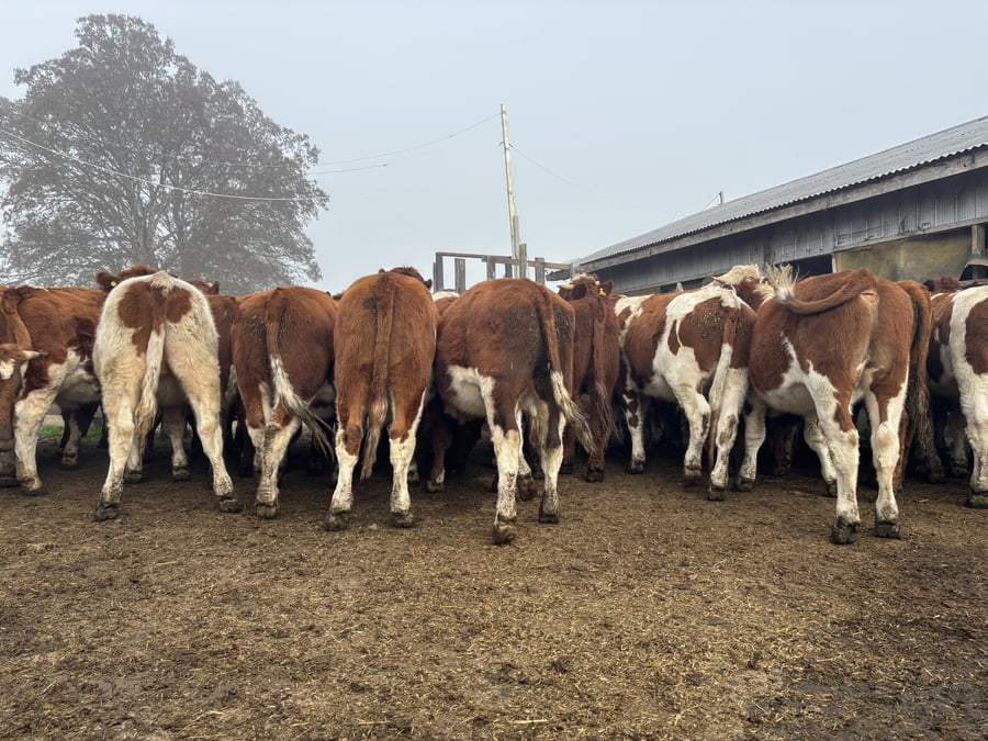 Lote 35 Novillo Engorda en Osorno, X Región Los Lagos