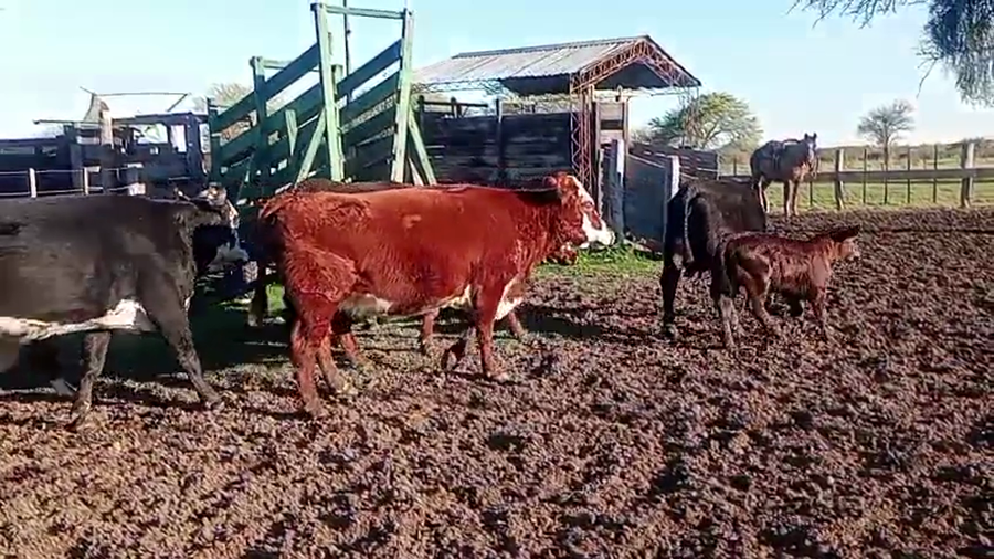 Lote 14 Vacas Preñadas y Paridas
