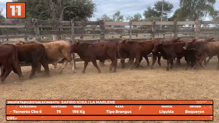 Lote LOTE 11