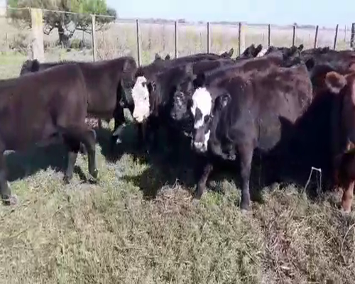 Lote 50 Terneros/as en Urdampilleta, Buenos Aires