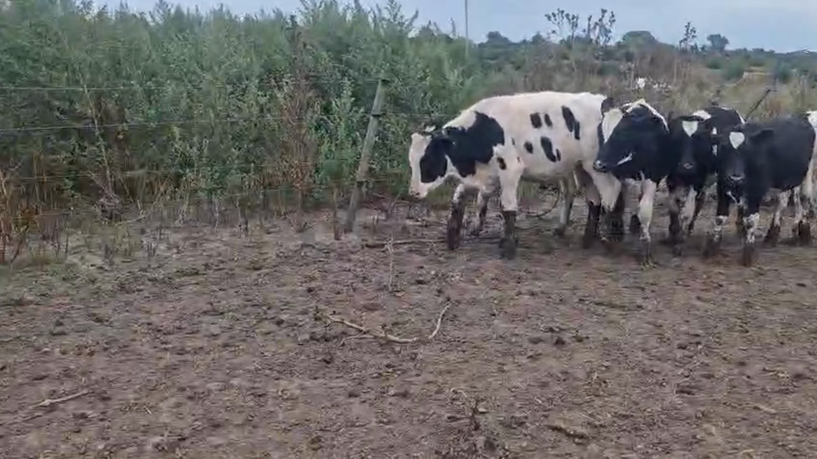 Lote 11 Terneros a remate en Pantalla Camy - Aniversario 31 Años, San José