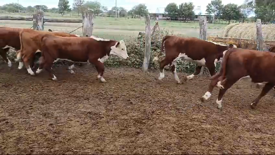 Lote 140 Terneras en Corrientes, Curuzú-Cuatiá