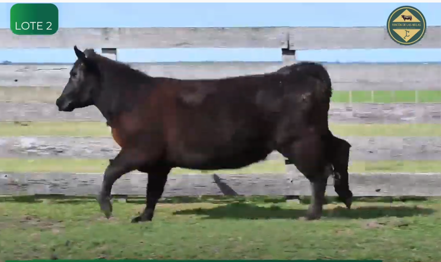 Lote Vaquillonas Pedigree y S.A.