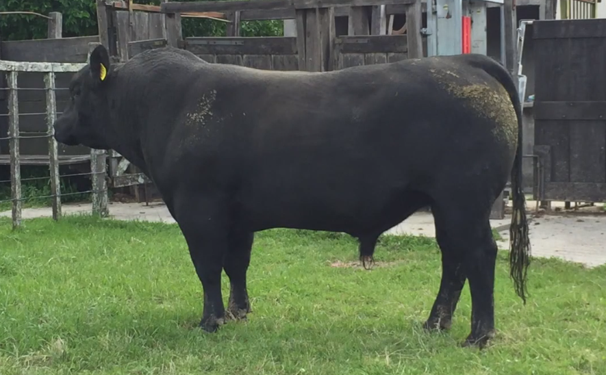 Lote Toros a remate en Cabaña Rebenque , Florida