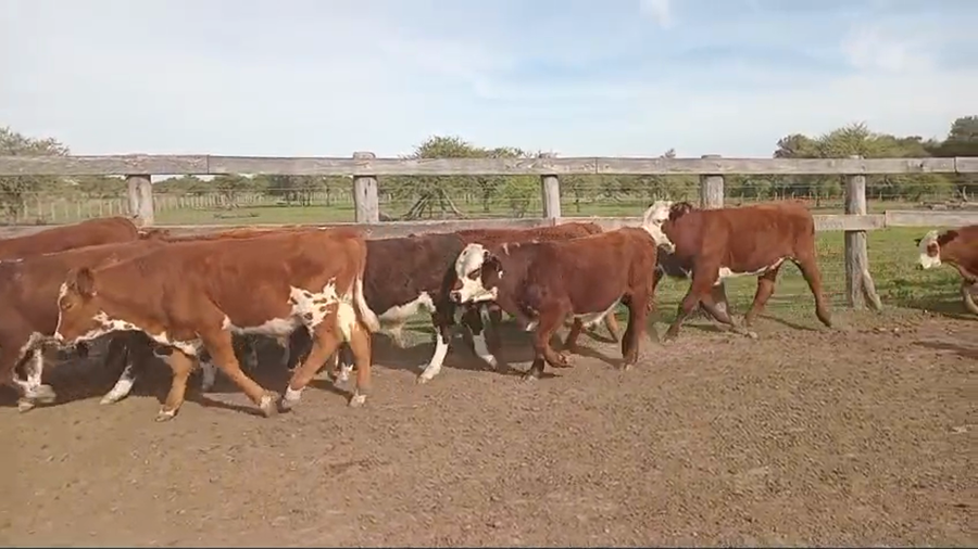 Lote 80 Terneros