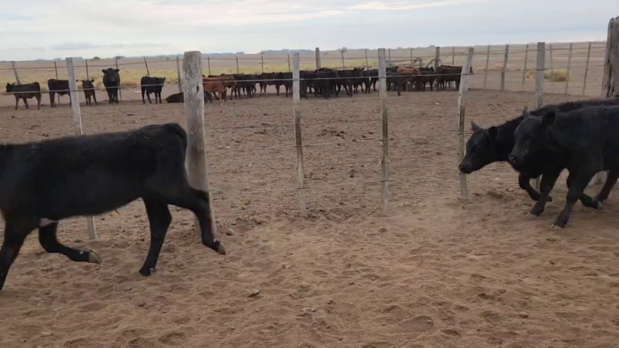 Lote 92 Terneros en Magdalena, Buenos Aires