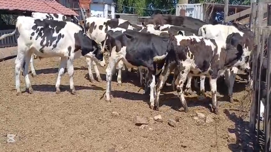 Lote TERNEROS HOLANDO