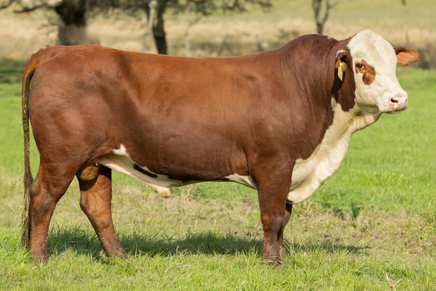 Lote Toros señal 22