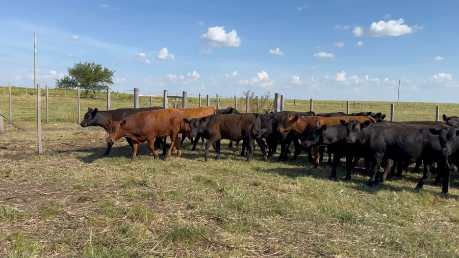 Lote 32 Terneros y Terneras en Cuchilla de Salto, Salto