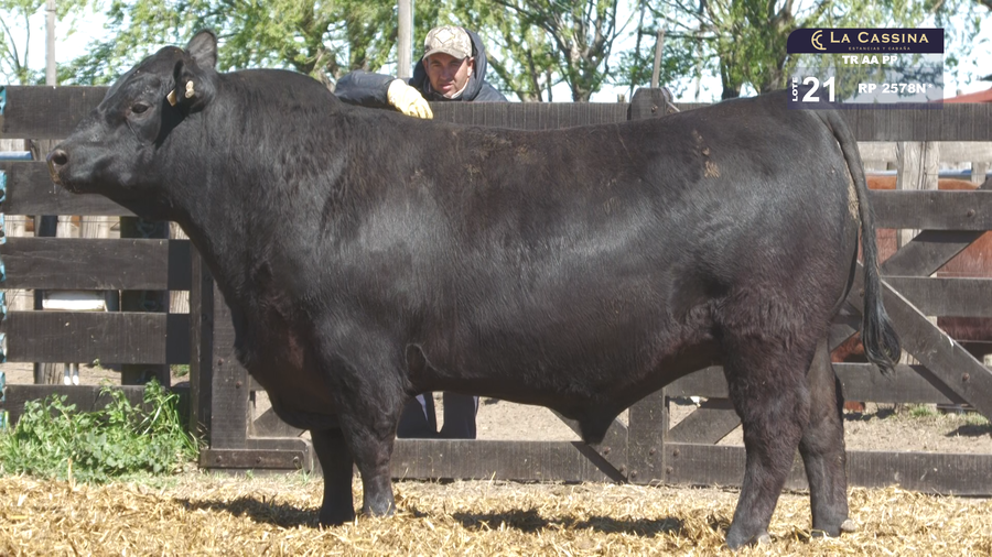 Lote TOROS ABERDEEN ANGUS PP