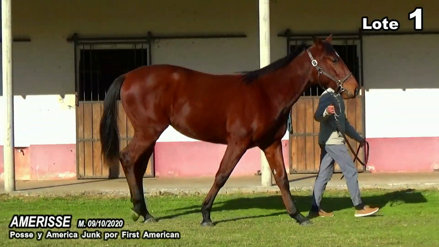 Lote AMERISSE