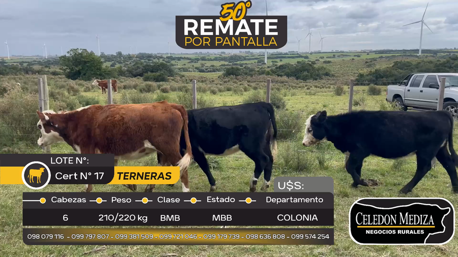 Lote 6 Terneras en Artilleros, Colonia
