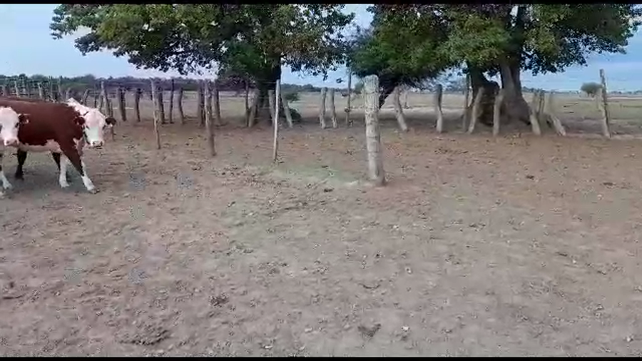 Lote 14 Vaquillonas Braford P/ entorar en Gdor. Crespo, Santa Fe