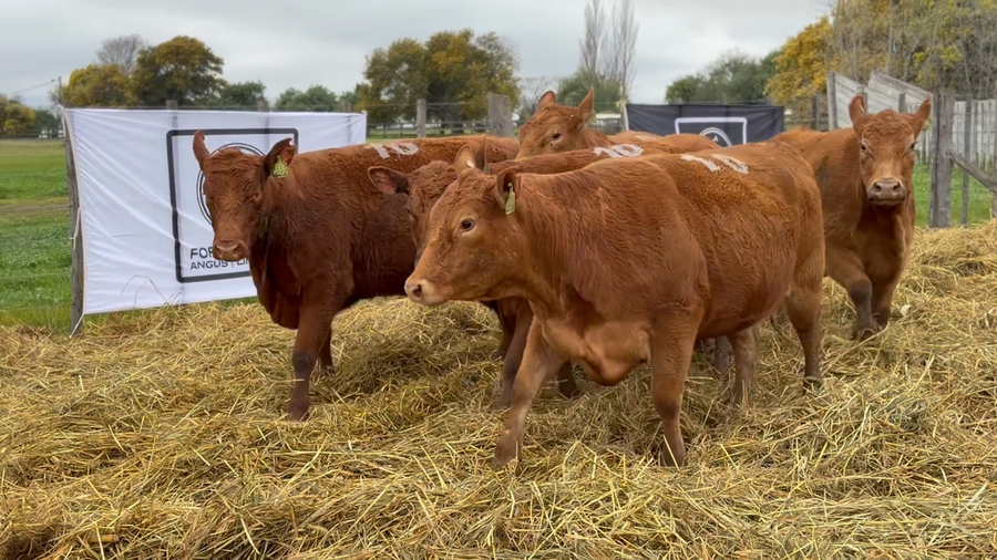 Lote 5 Vaquillonas PC preñadas